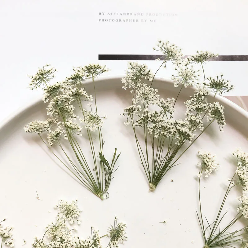 5-7cm/12pcs,Snow Tiny Flowers  - огляд і ціна Dried Flower Bulk