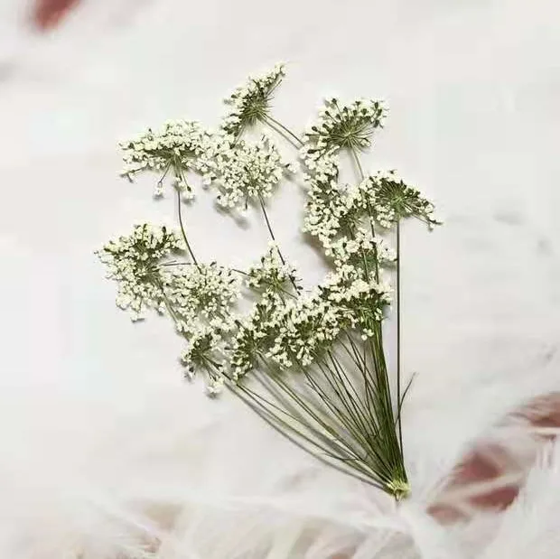 5-7cm/12pcs,Snow Tiny Flowers  - огляд і ціна Dried Flower Bulk