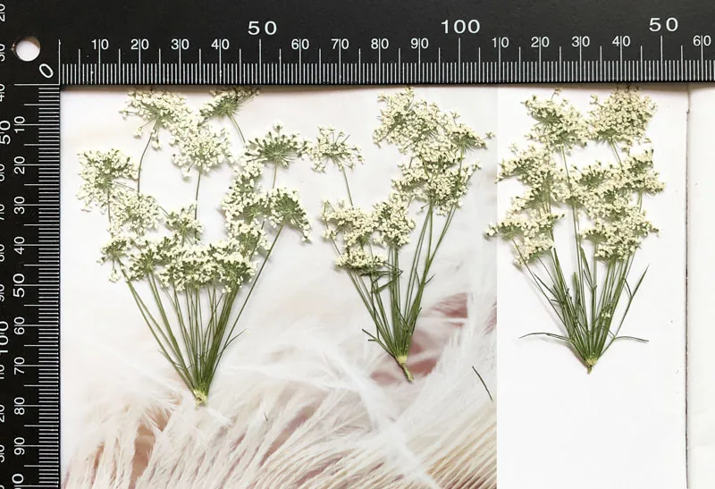 5-7cm/12pcs,Snow Tiny Flowers  - огляд і ціна Dried Flower Bulk